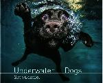 Underwater Dogs - Seth Casteel - 9780755364114