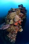 Koraal op de Heian Maru