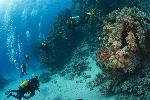 duikers naast het koraalrif