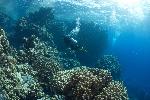 koraalrif met duiker