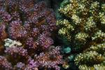 2 kleuren koraal