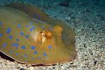 blue spotted stingray