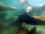 zeeleeuwen komen ons onder water bekijken