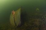 tentje onder water