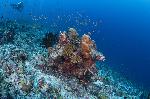 koraal met duikers