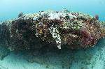 Murene steekt uit het koraal