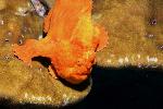 frogfish