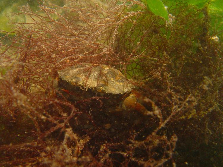 Krab bij het koepeltje