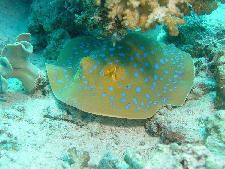 Blue spotted stingray