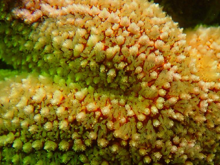 Detail van een zeester