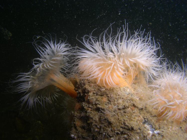 Anemonen