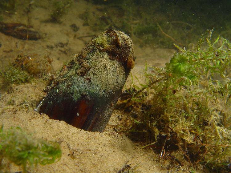 Zoetwater mossel