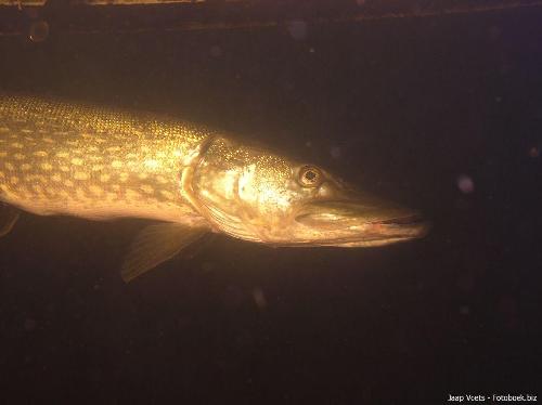 Snoek