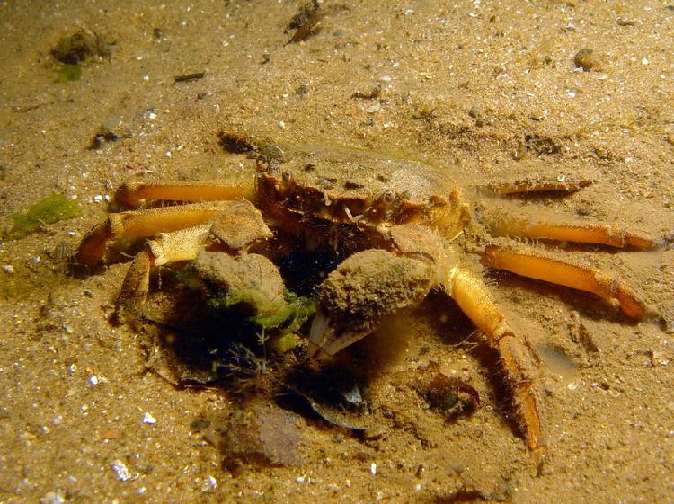 Chinese wolhandkrab