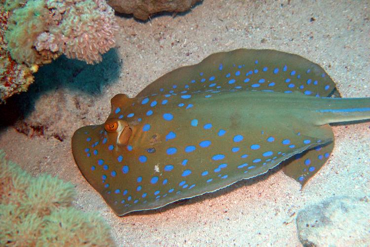 Blue Spotted Stingray