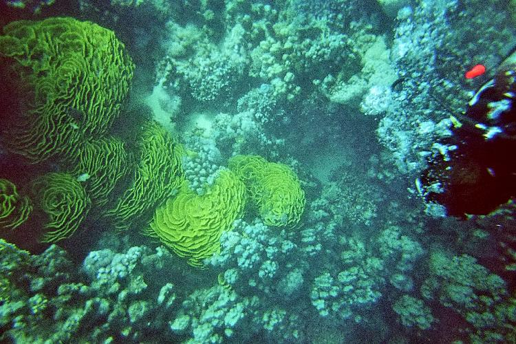Salad coral
