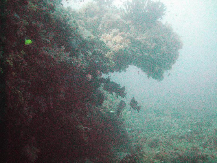 Soft Corals everywhere