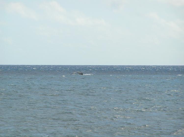 Humpback Whale enjoying the warm waters