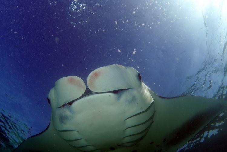 Manta rog