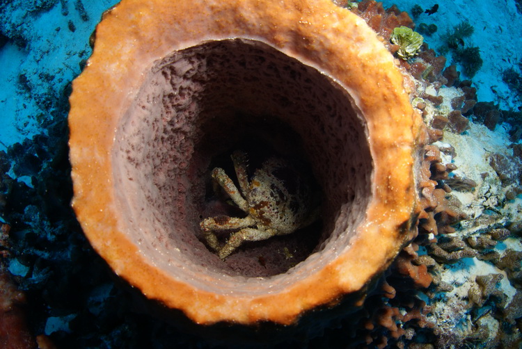 Krab in spons
