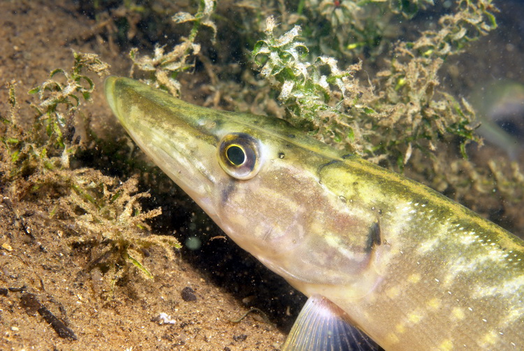Snoek