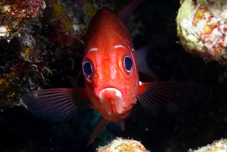 Squirrelfish