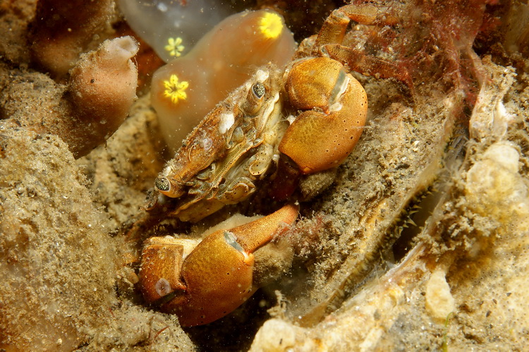 Krab