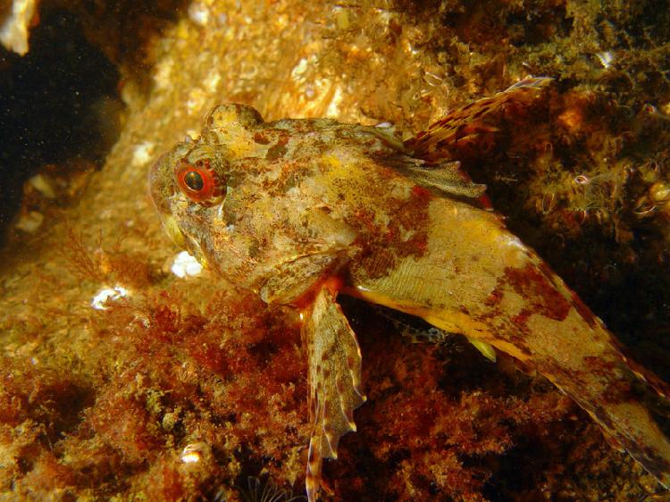 Taurulus bubalis