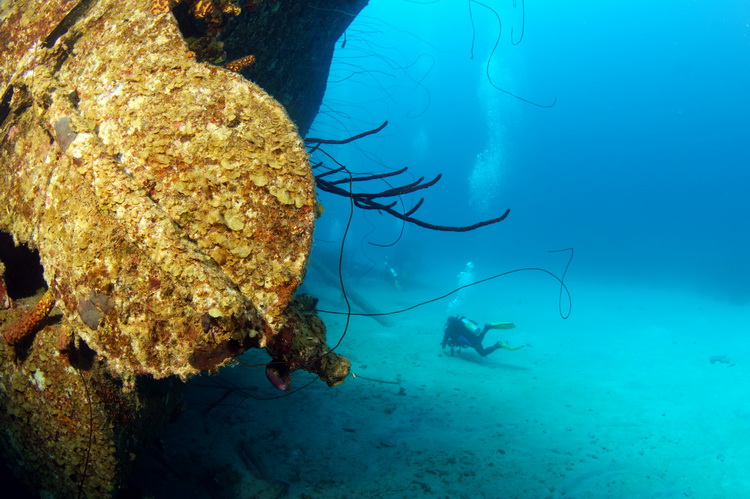 Duiker naast de hilma hooker