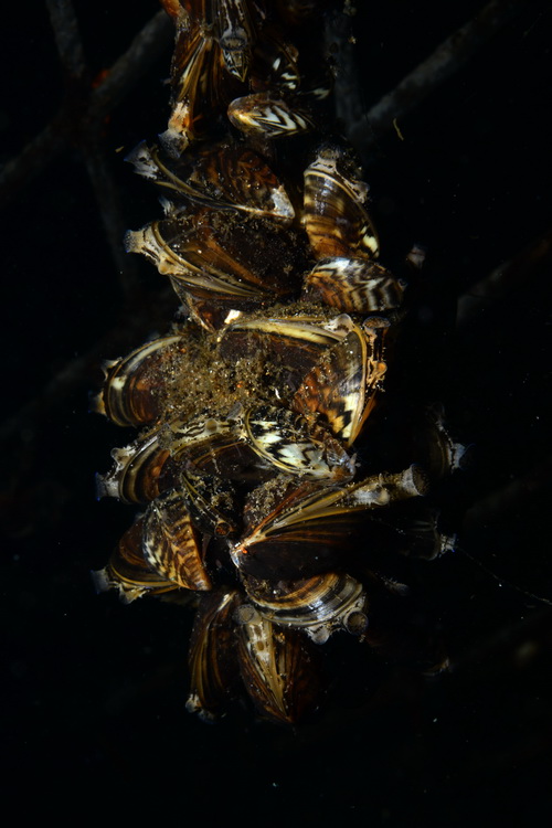 Mosselen