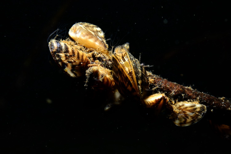 Mosselen