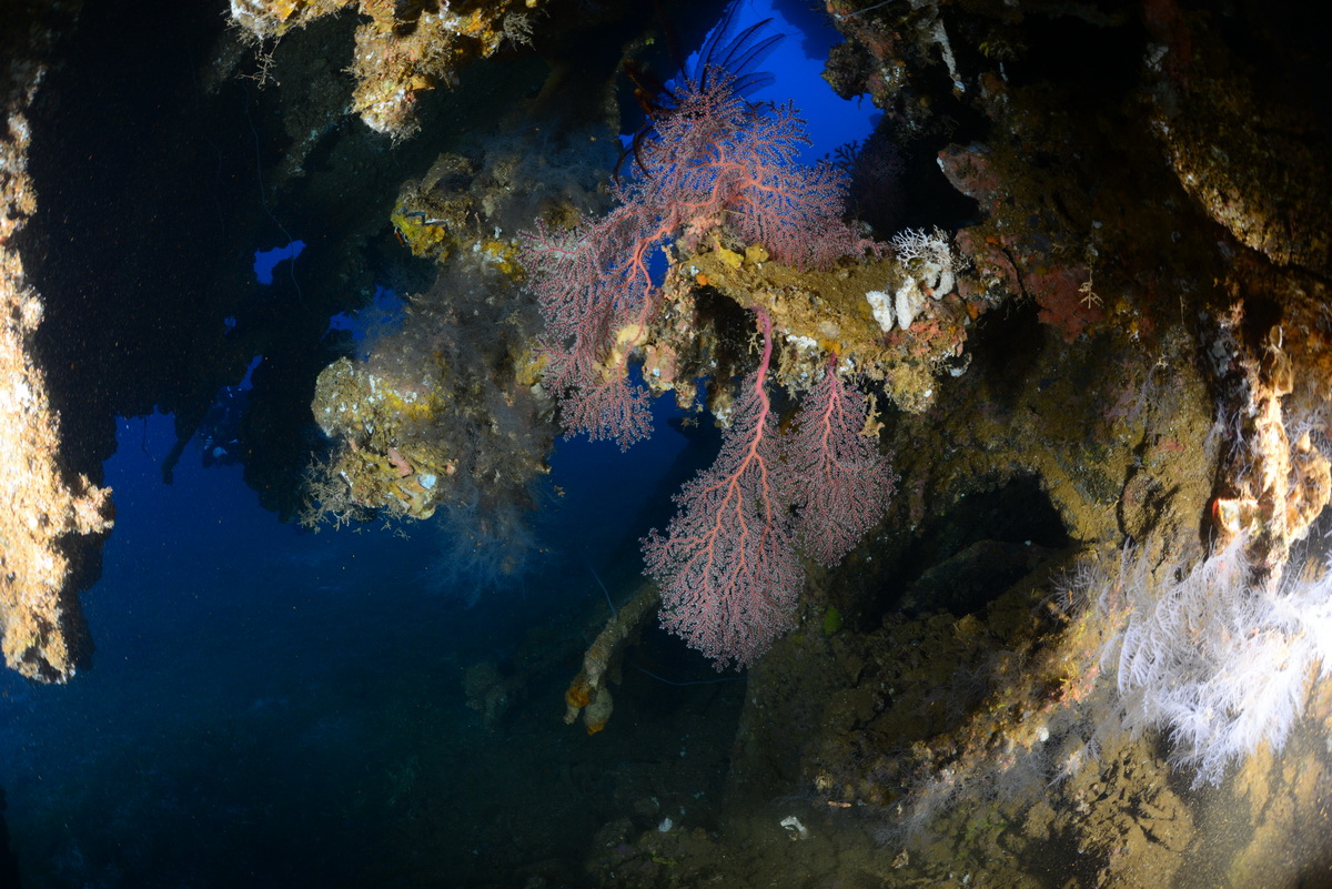 Ruim van de Kikukawa maru