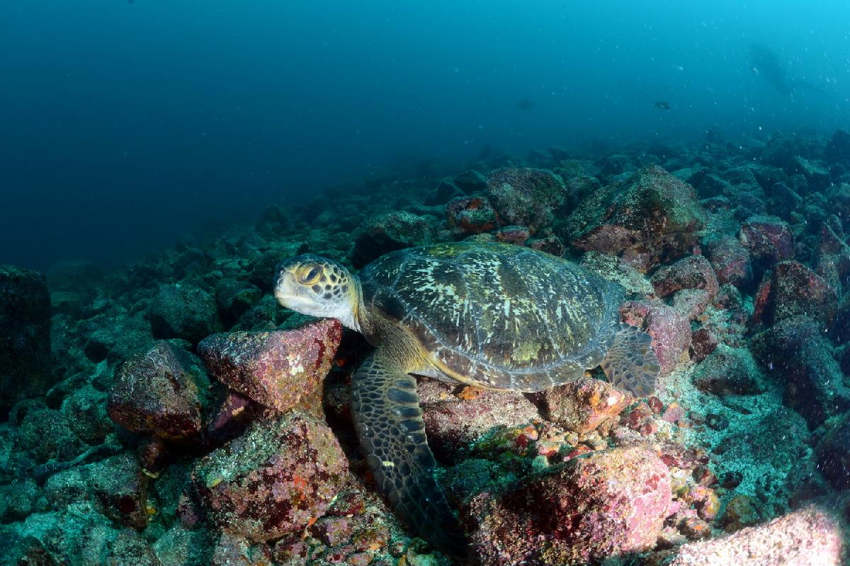 schildpad