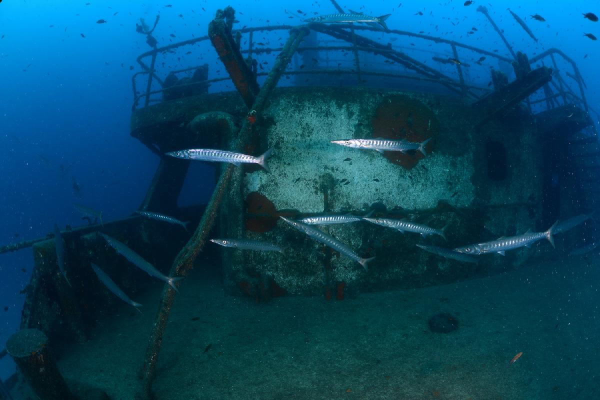 barracuda's