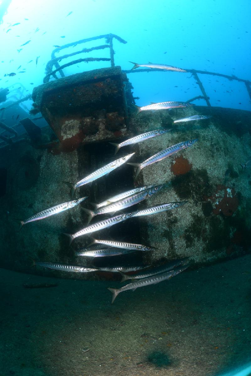 barracuda's op de um el faroud