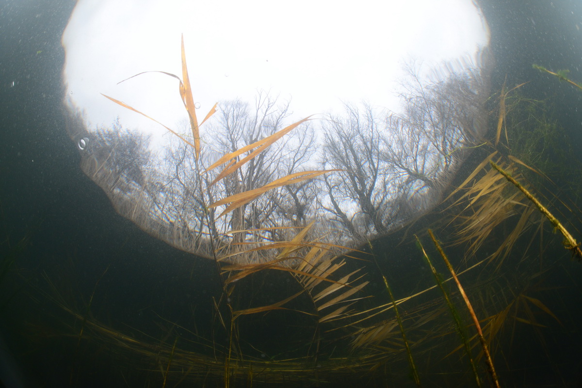 riet