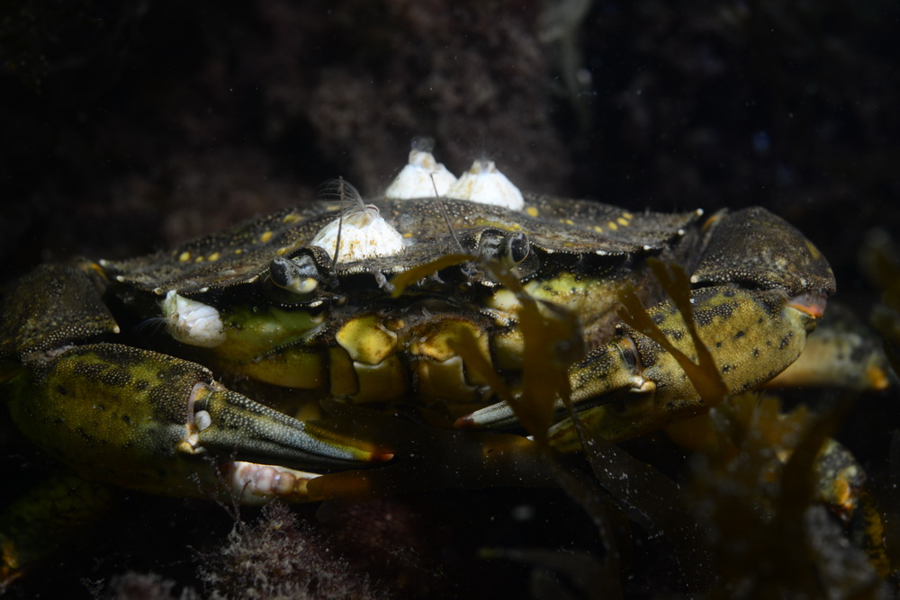 krab