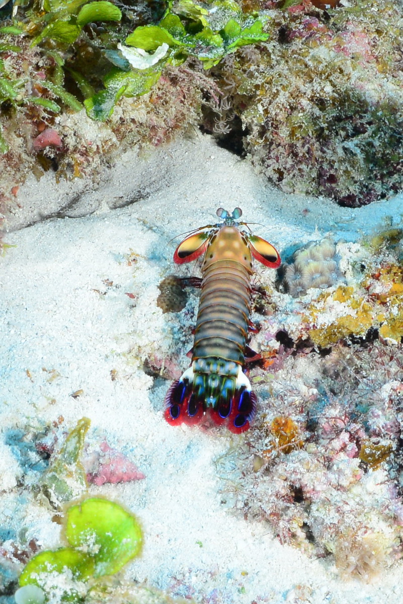 mantis shrimp