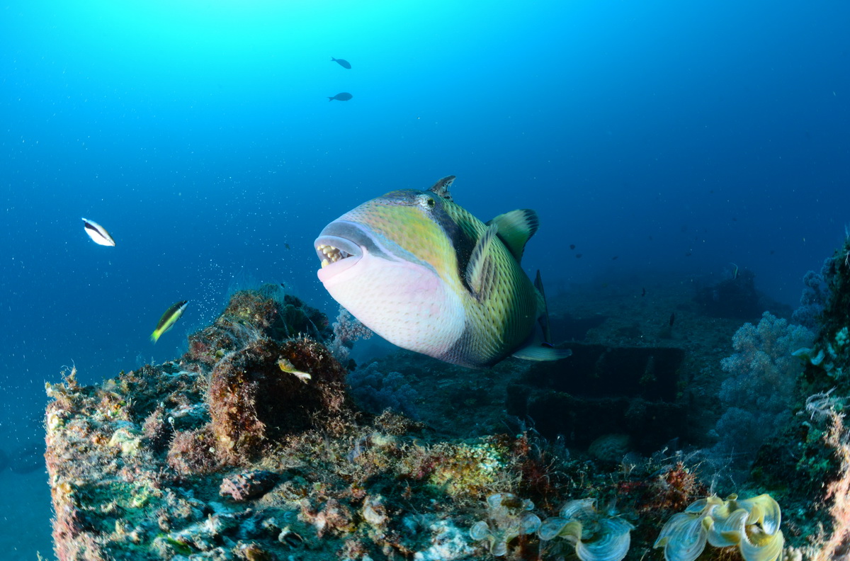 titan triggerfish op het wrak