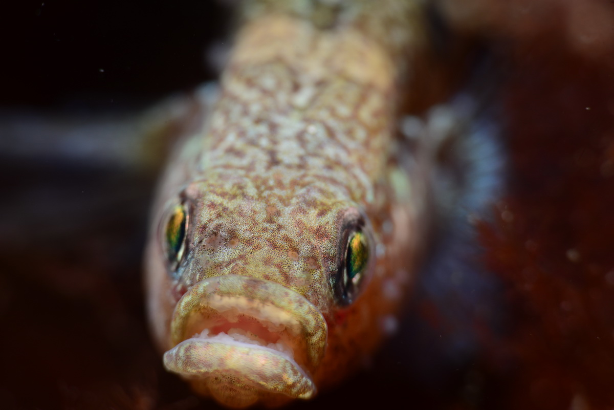Blonde grondel. Gobiusculus flavescens