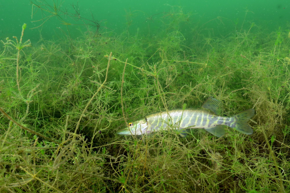 snoekje in het groen