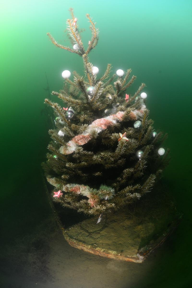 kerstboom in het wrakje