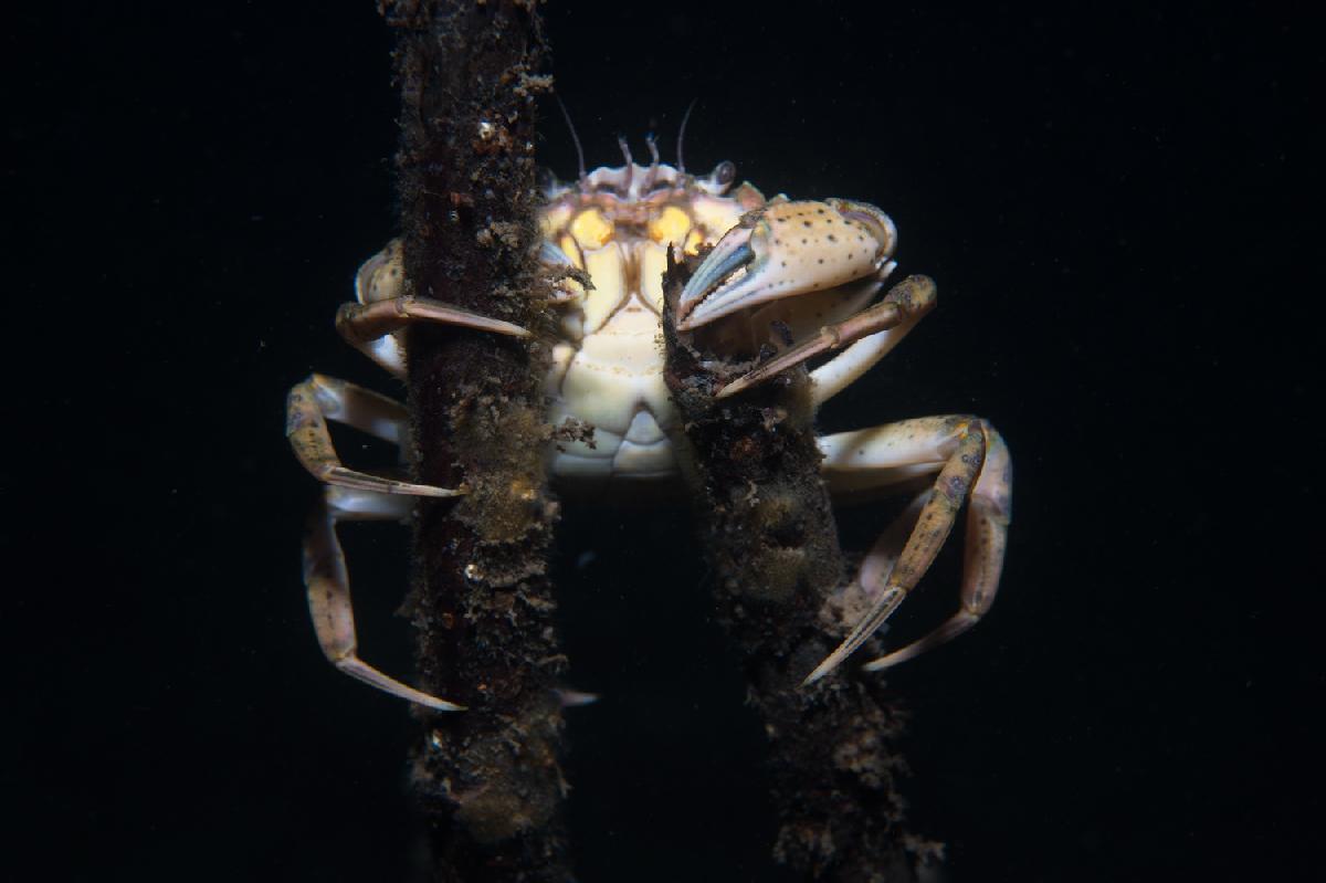 krab op 2 stokjes