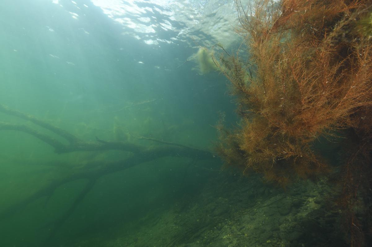 zonnestralen naast het wier