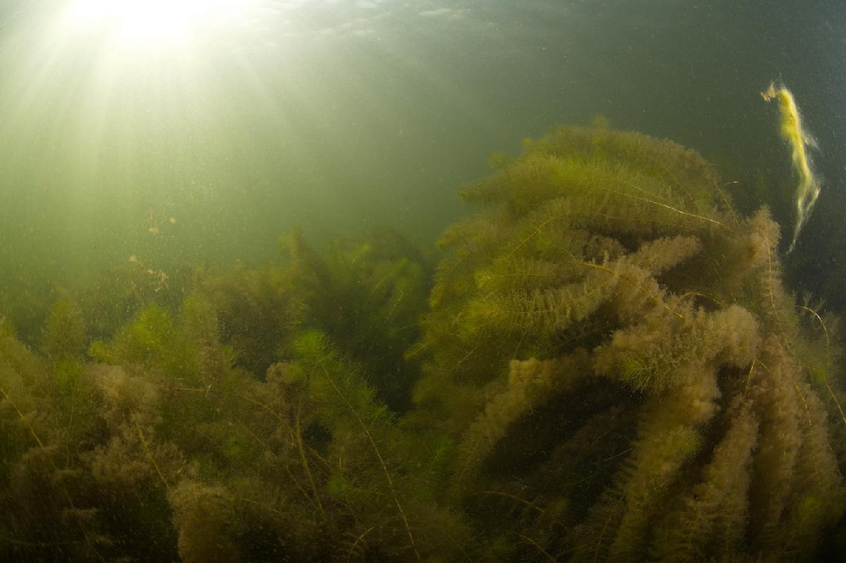 zonnestralen in het ondiepe