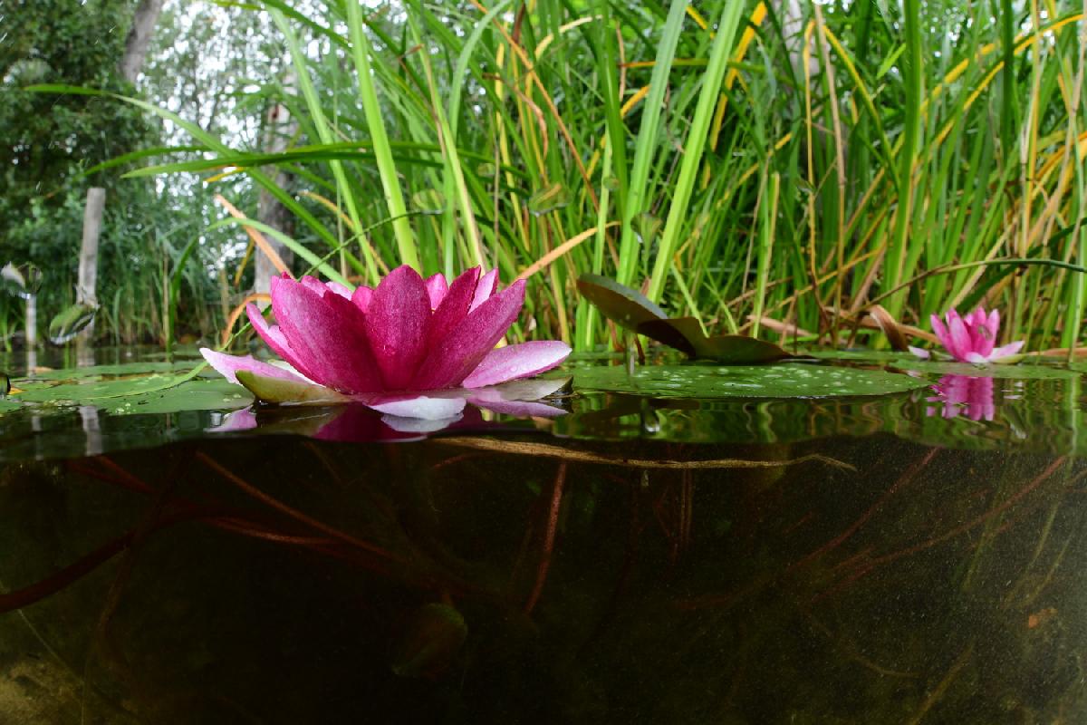 waterlelie