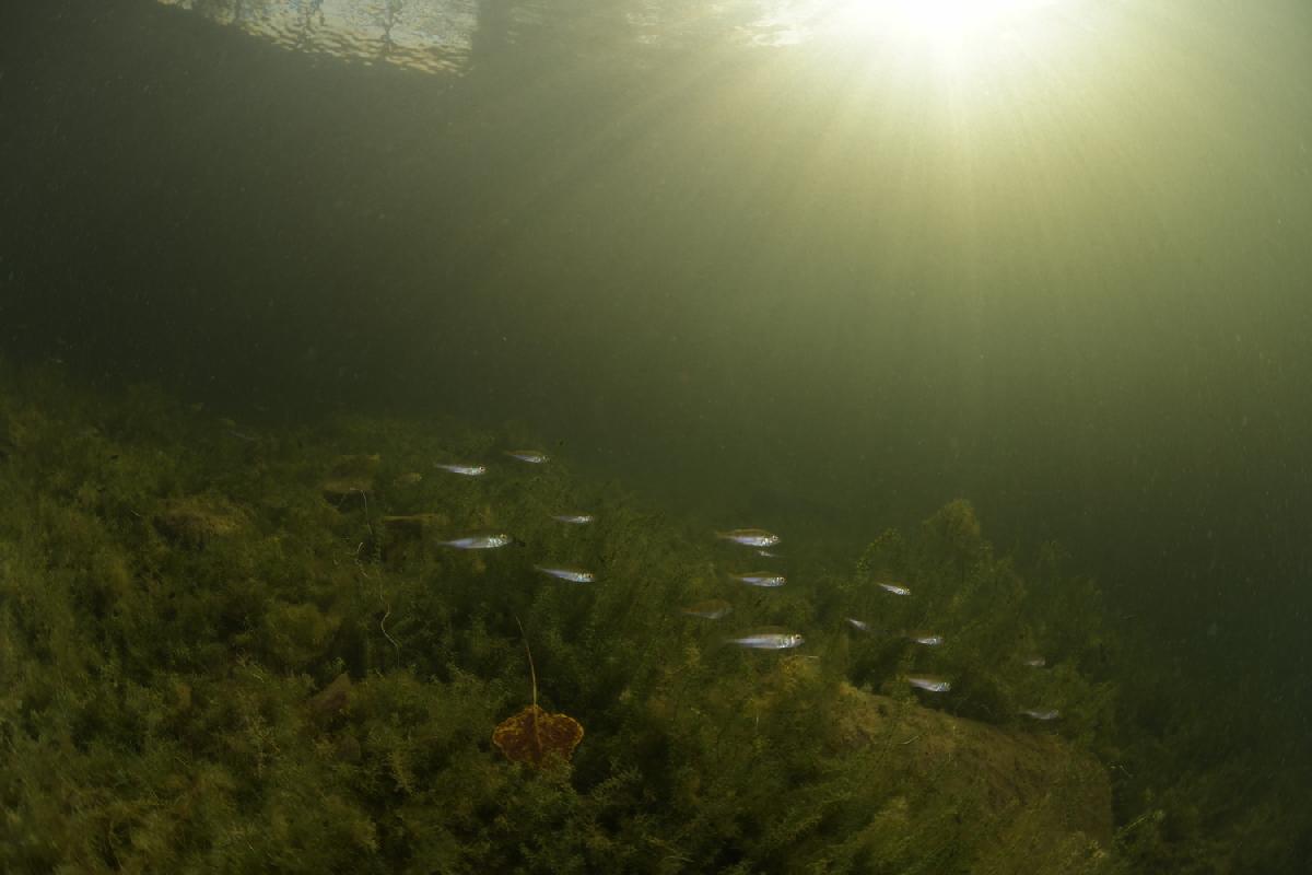 zonnestralen op de kleine baarsjes