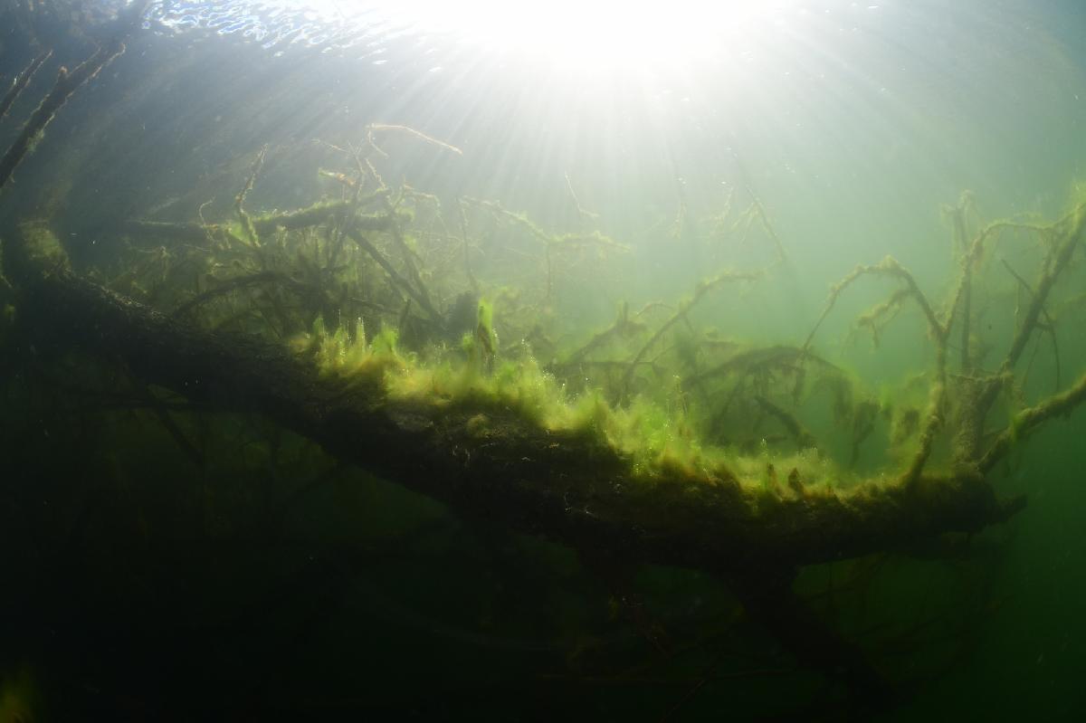 zonnestralen op boom in het water