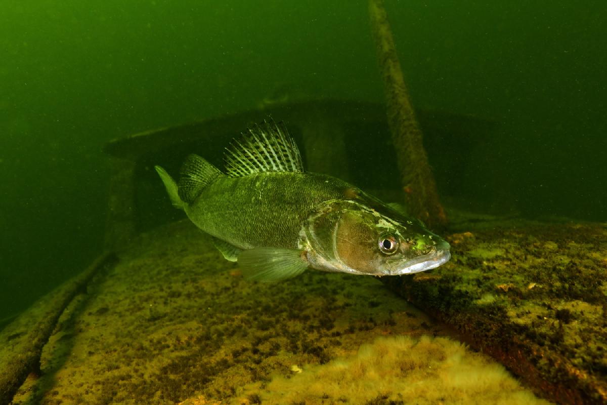 snoekbaars op bootwrak