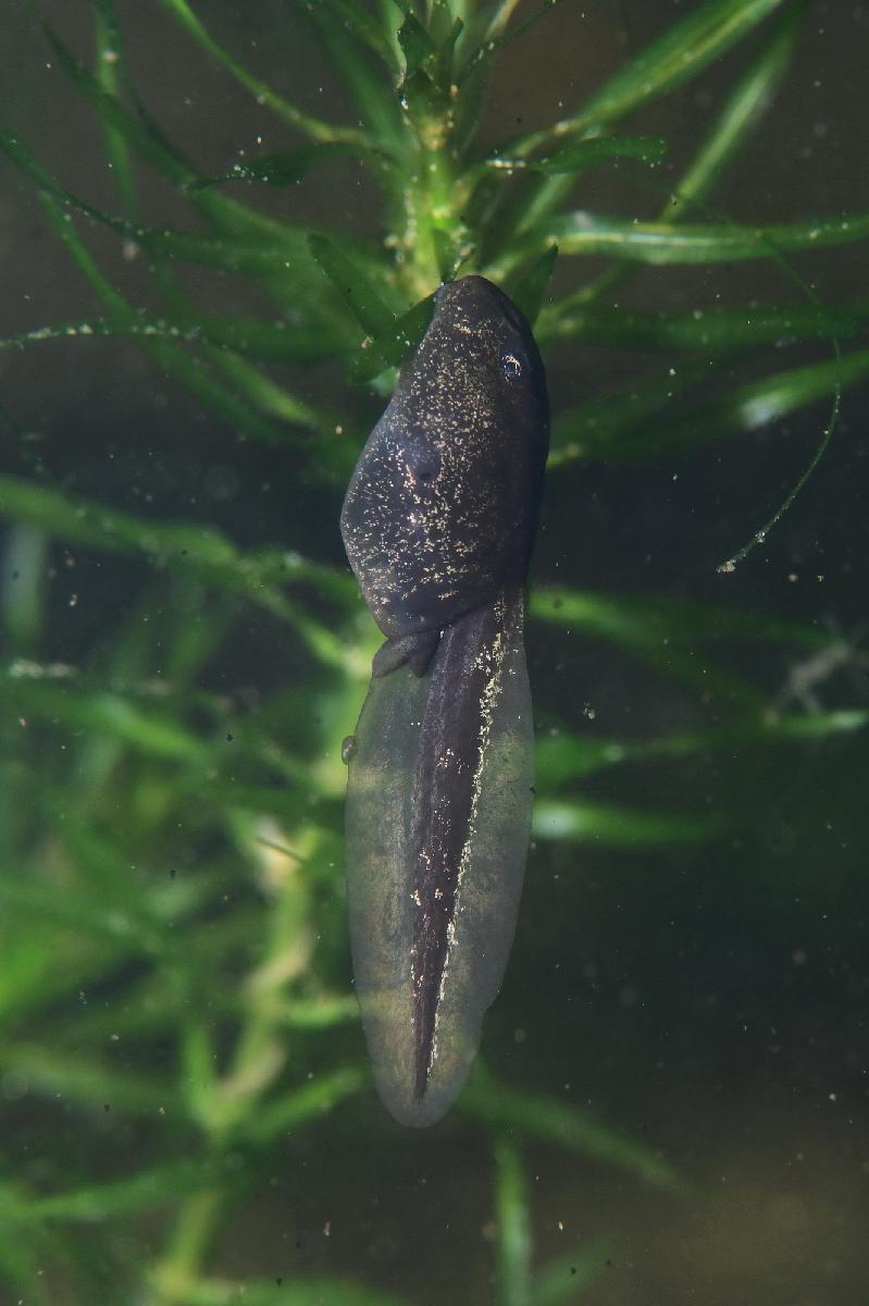 kikkervisje hangt aan waterplant